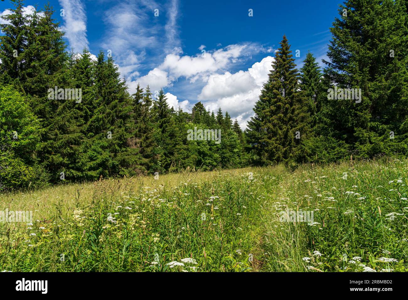 La réserve naturelle de Lange Rhön dans la zone centrale de la réserve de biosphère de Rhön, Hesse, Bavière, Allemagne Banque D'Images