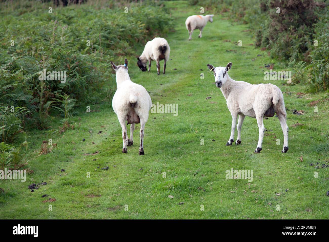 Troupeau de moutons errant librement dans la campagne galloise Banque D'Images