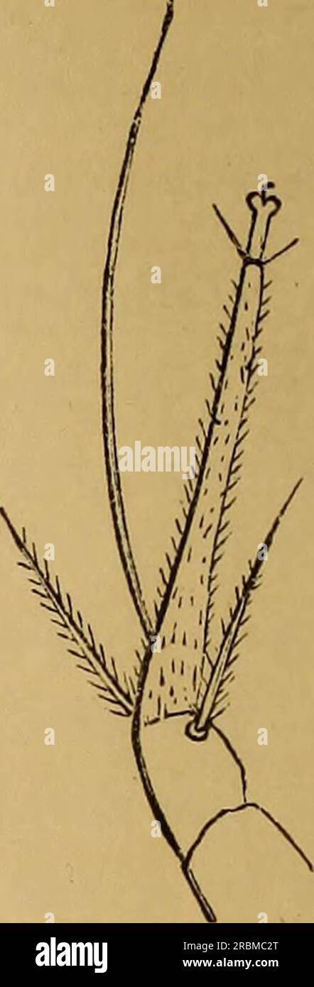 «Entomologie économique» (1877) Banque D'Images