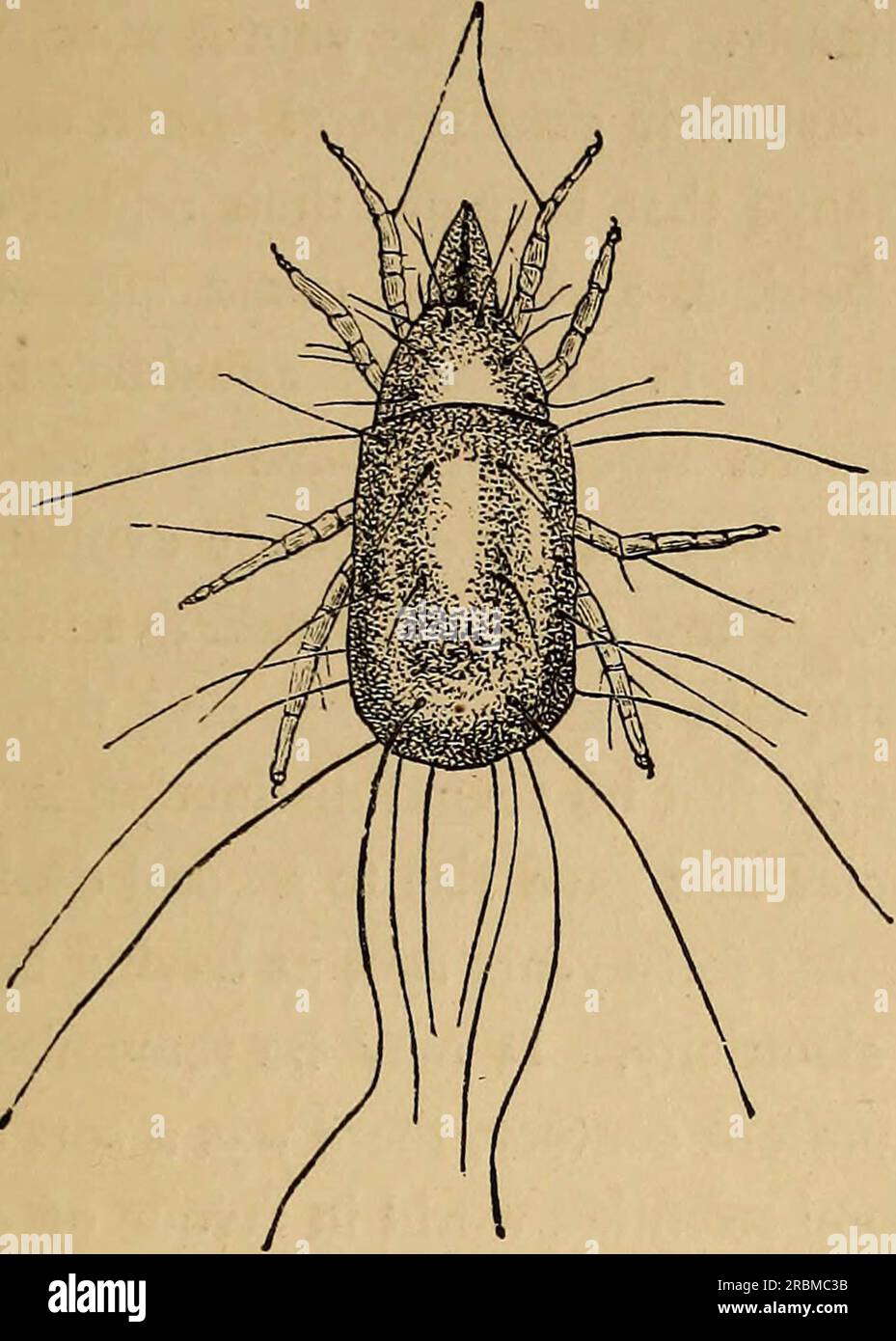 «Entomologie économique» (1877) Banque D'Images