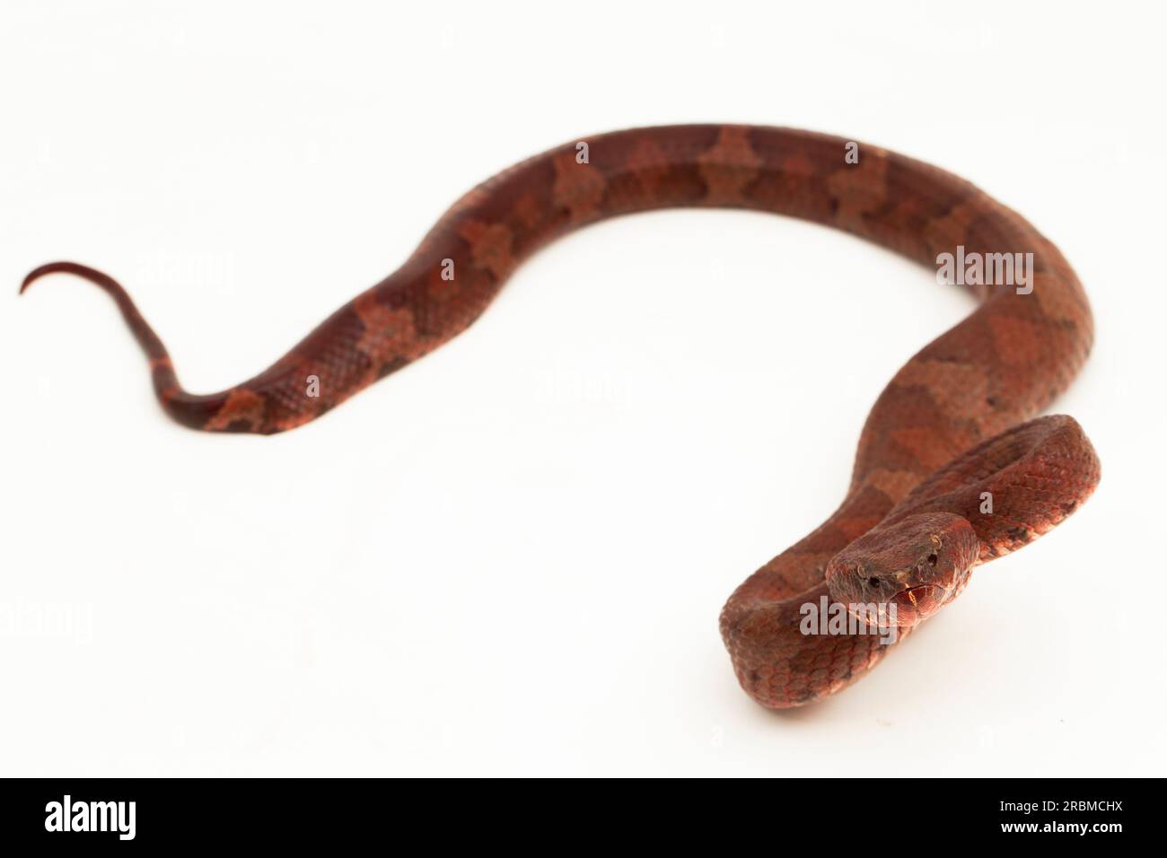 Serpent pitviper à nez plat Craspedocephalus Trimeresurus puniceus isolé sur fond blanc Banque D'Images