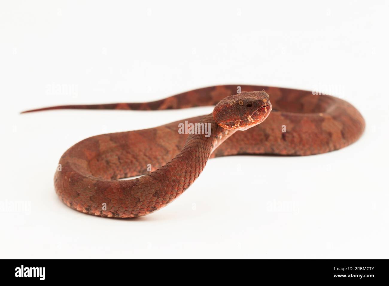 Serpent pitviper à nez plat Craspedocephalus Trimeresurus puniceus isolé sur fond blanc Banque D'Images