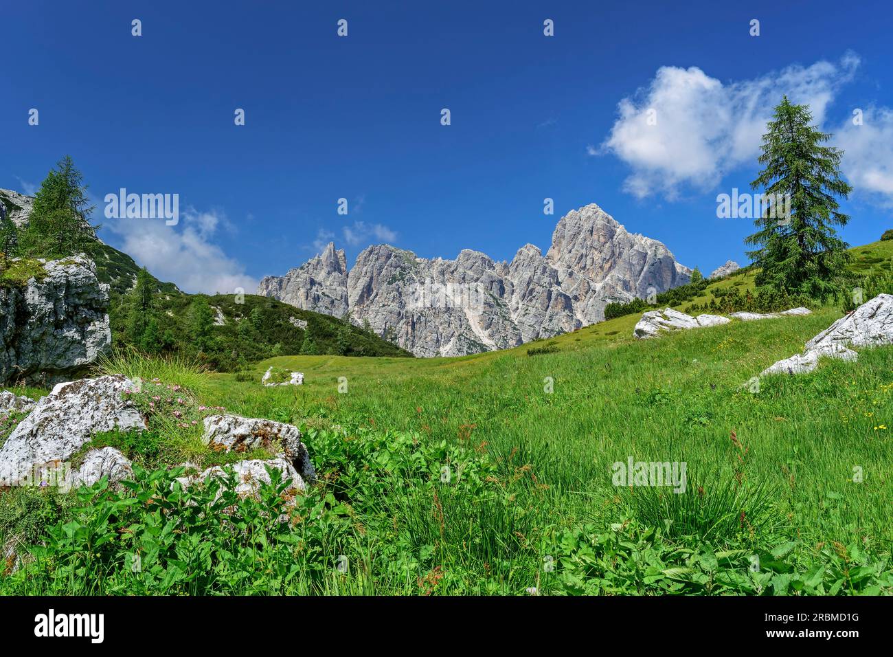 Prairie de montagne avec Castello di Moschesin, Belluneser Höhenweg, Dolomites, Vénétie, Vénétie, Italie Banque D'Images