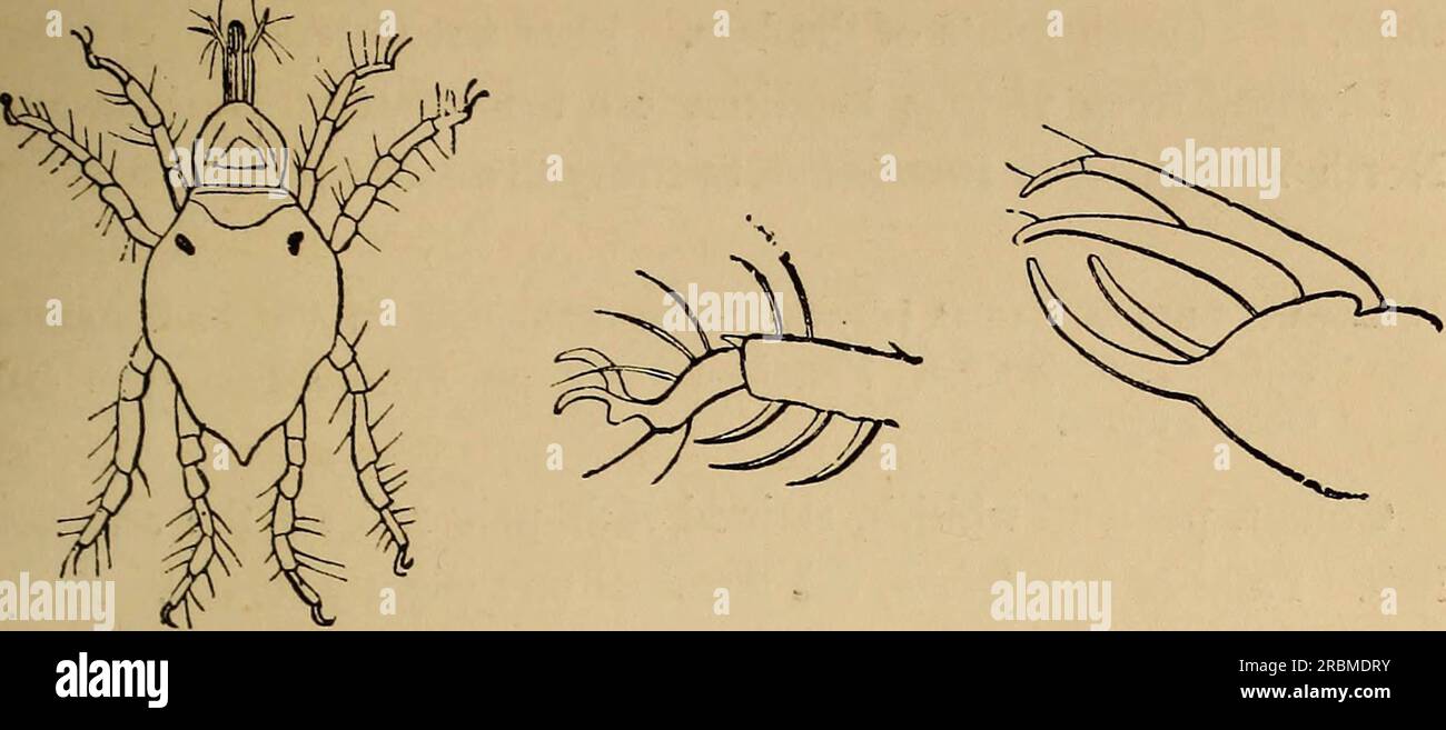 «Entomologie économique» (1877) Banque D'Images