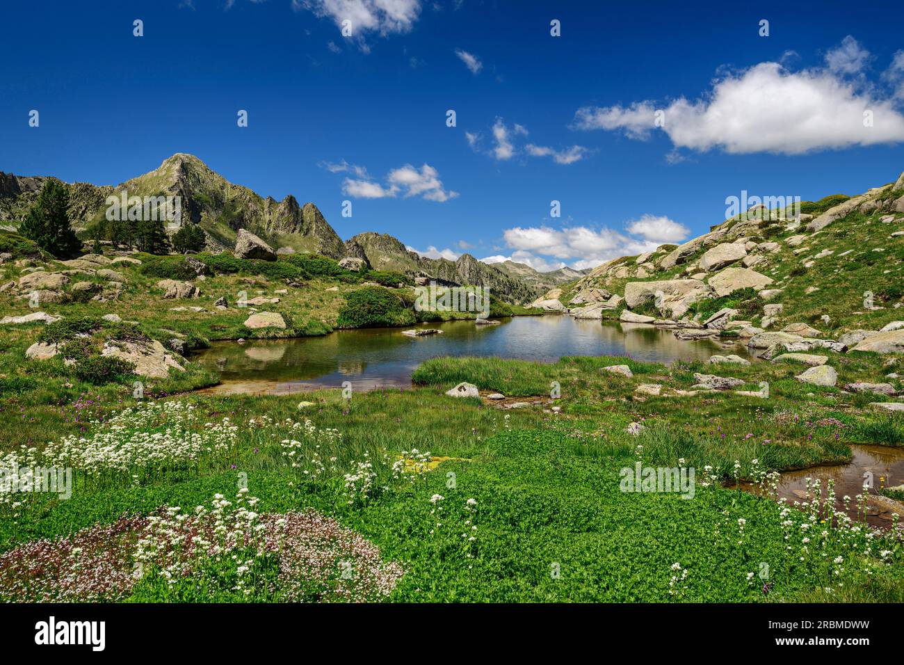 Prairies humides avec lac, Valle Gerber, Parc National Aigüestortes i Estany de Sant Maurici, Pyrénées, Catalogne, Espagne Banque D'Images