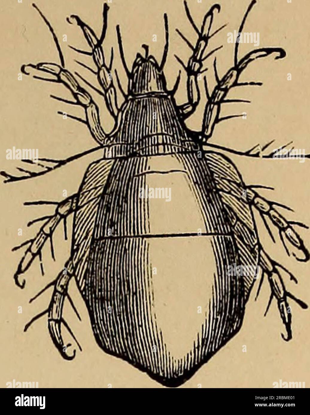 «Entomologie économique» (1877) Banque D'Images