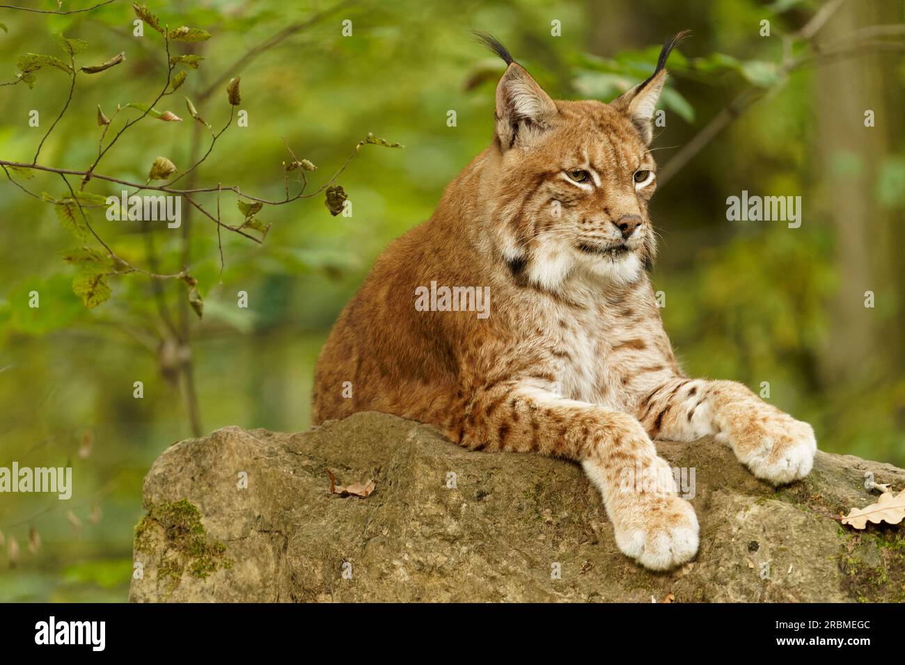 Lynx eurasien, lynx du Nord, lynx du Lynx, lynx Banque D'Images