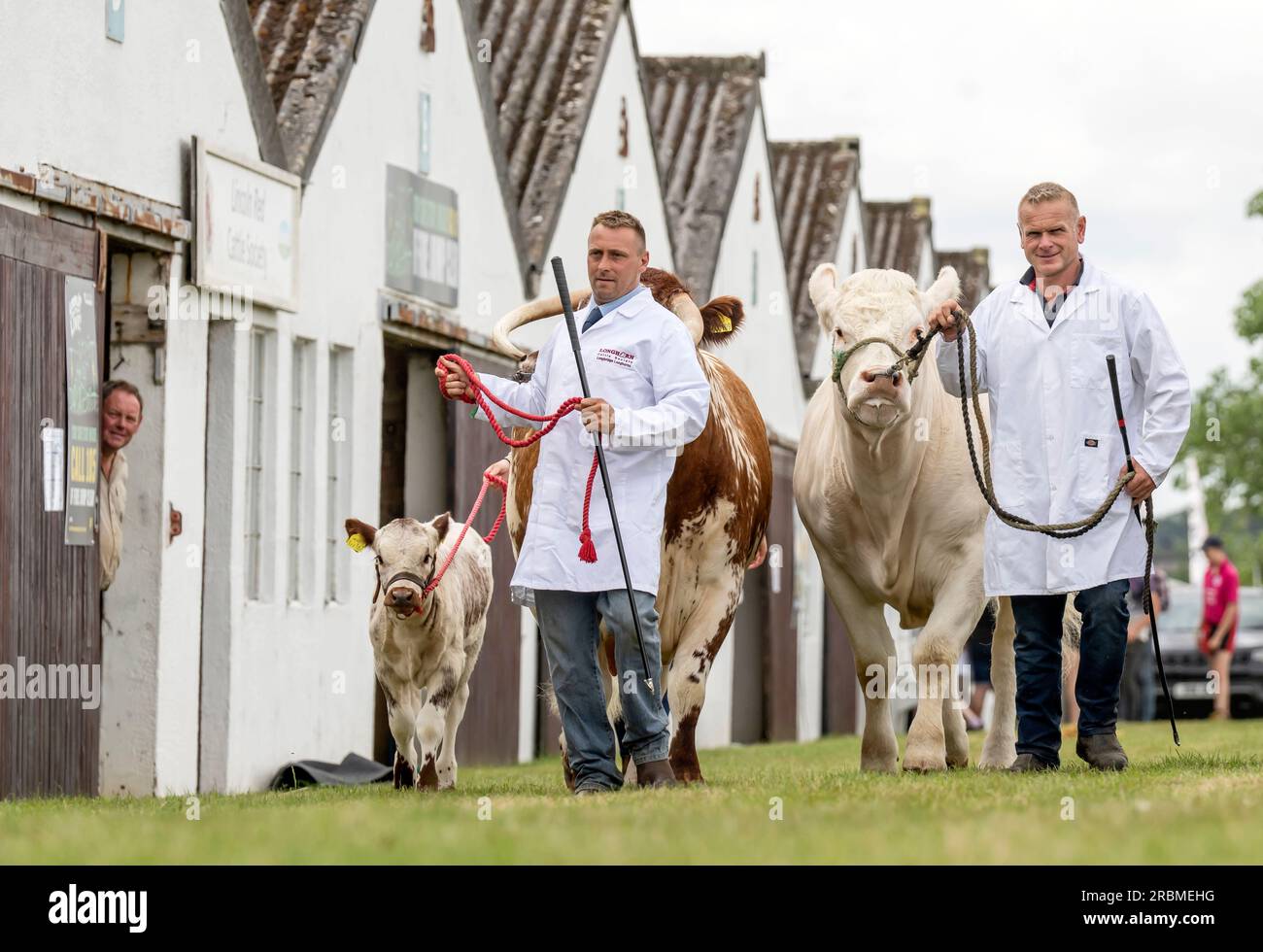 Les agriculteurs préparent leur bétail avant le Great Yorkshire Show au Showground de Harrogate, qui ouvre au public mardi. Date de la photo : lundi 10 juillet 2023. Banque D'Images