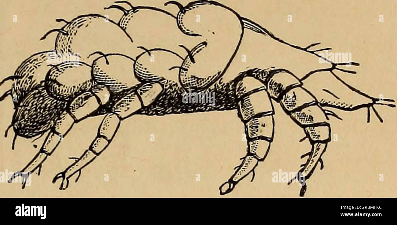 «Entomologie économique» (1877) Banque D'Images