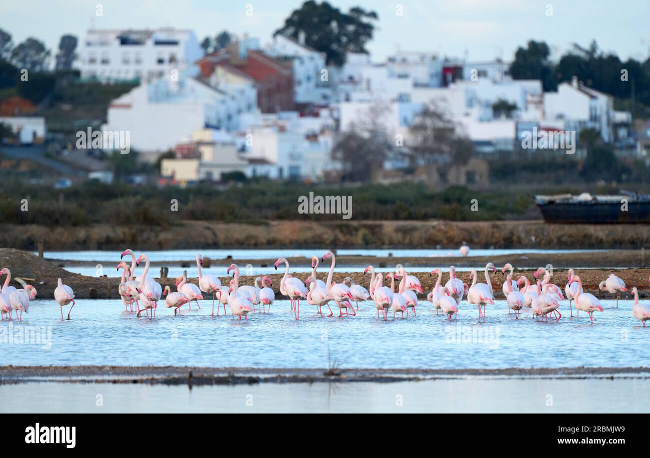 Flamants roses, Phenicopterus roseus, dans les zones humides de Isla Christina, Andalousie Espagne Banque D'Images