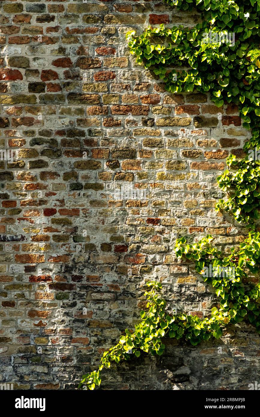 Mur de briques rouges et lierre. Banque D'Images