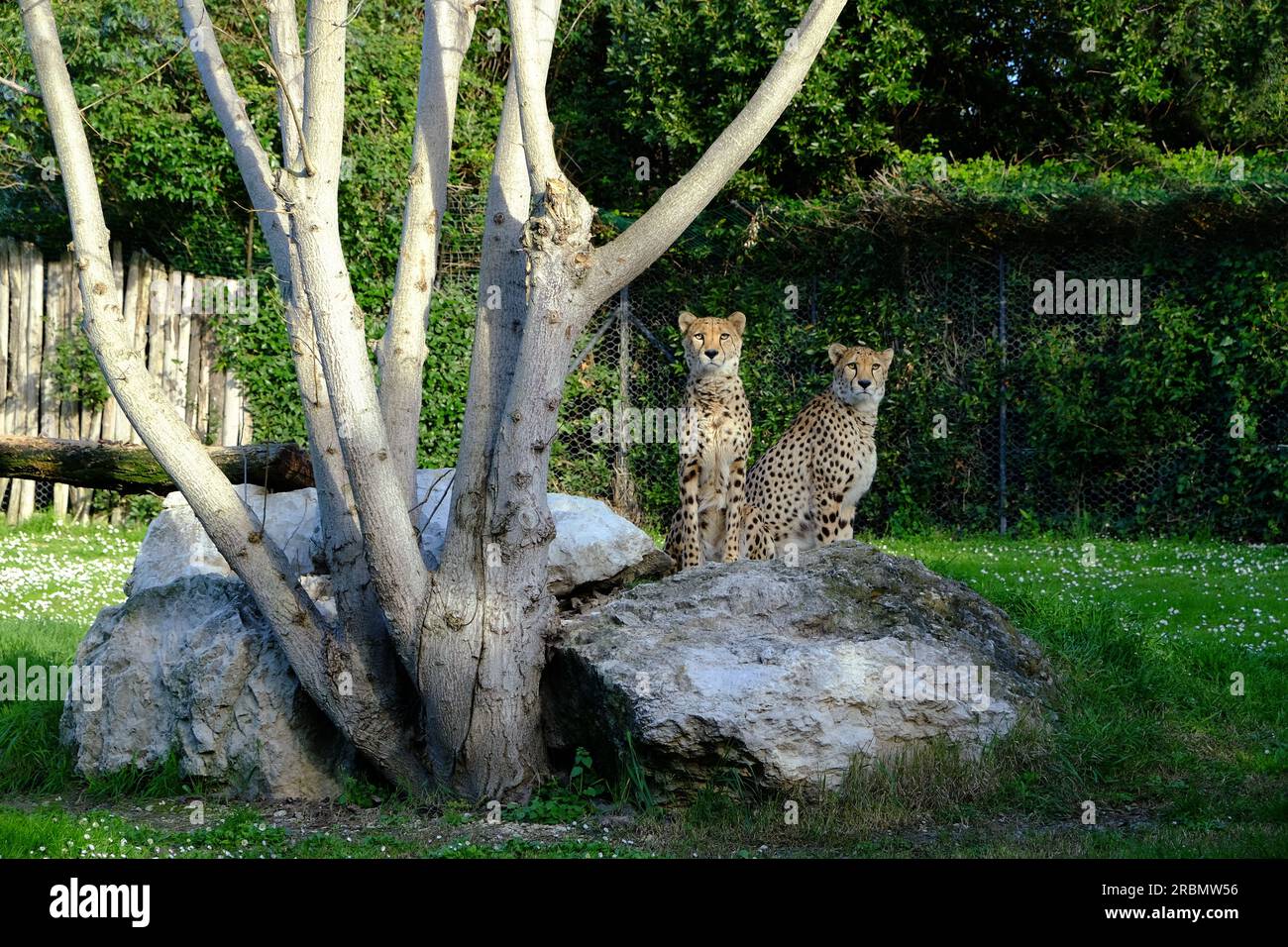 Beaux guépards sur pierre près de l'arbre dans la zone de conservation Banque D'Images