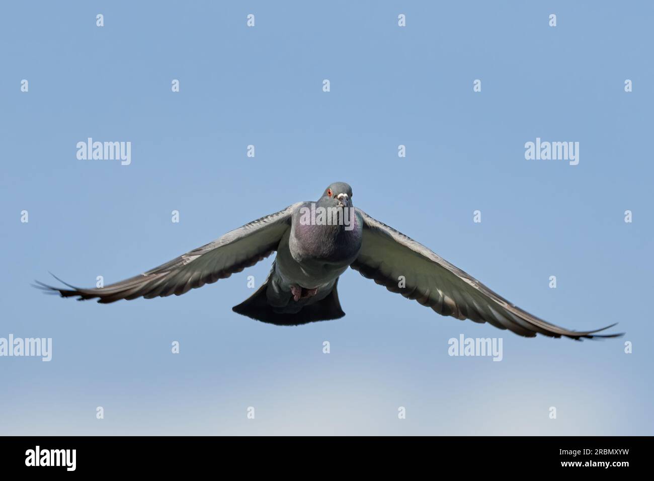 Pigeon sauvage (Columba livia domestica) en vol rapide, volant avec des ailes déployées dans le ciel bleu. Vue de face, gros plan. Trencin, Slovaquie Banque D'Images