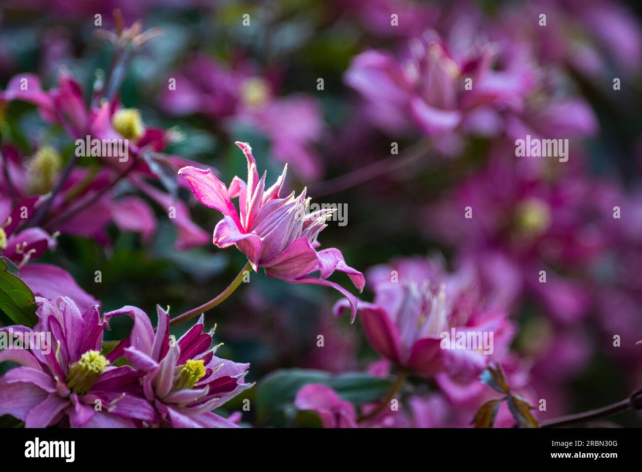 Belles fleurs roses Clematis au printemps. Fleurs pointues à l'avant, fleurs floues à l'arrière. Banque D'Images