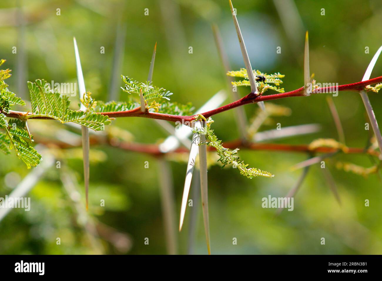 Pointes d'arbre de fièvre et fleurs jaunes photographiées au soleil. Banque D'Images
