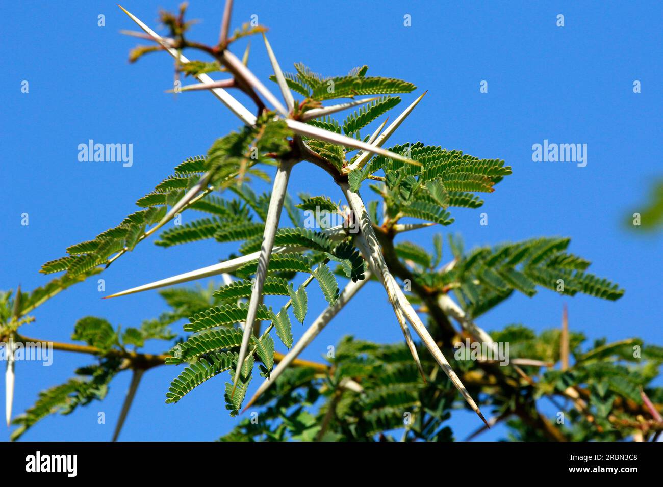 Pointes d'arbre de fièvre et fleurs jaunes photographiées au soleil. Banque D'Images
