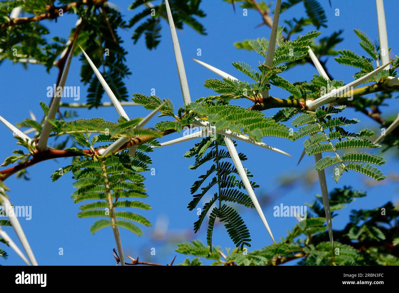 Pointes d'arbre de fièvre et fleurs jaunes photographiées au soleil. Banque D'Images