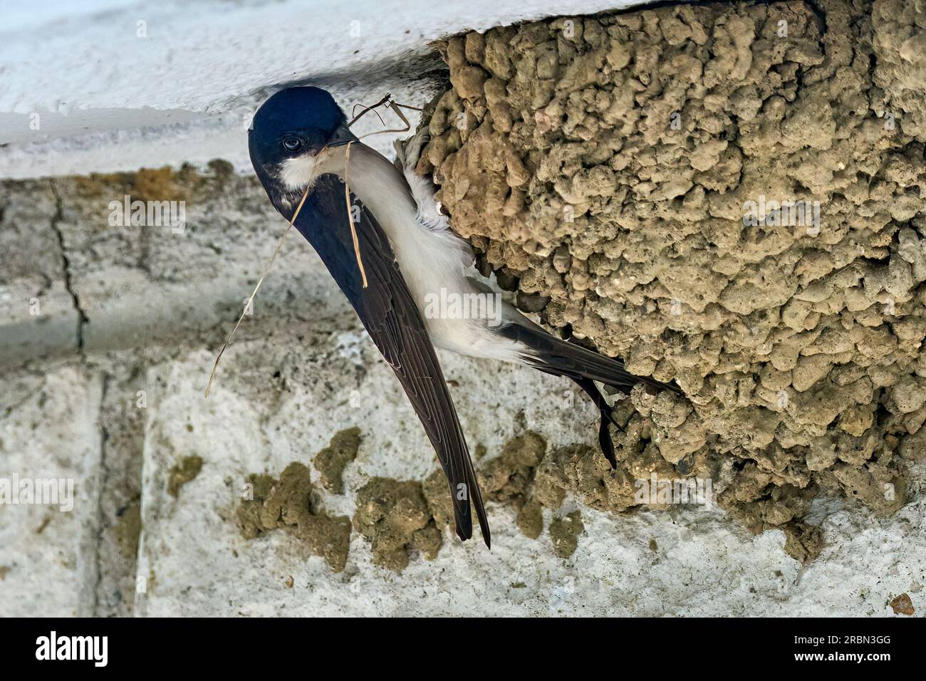 Hirondelle, Hirundinidae, nourrissant sa race dans leur nid Banque D'Images