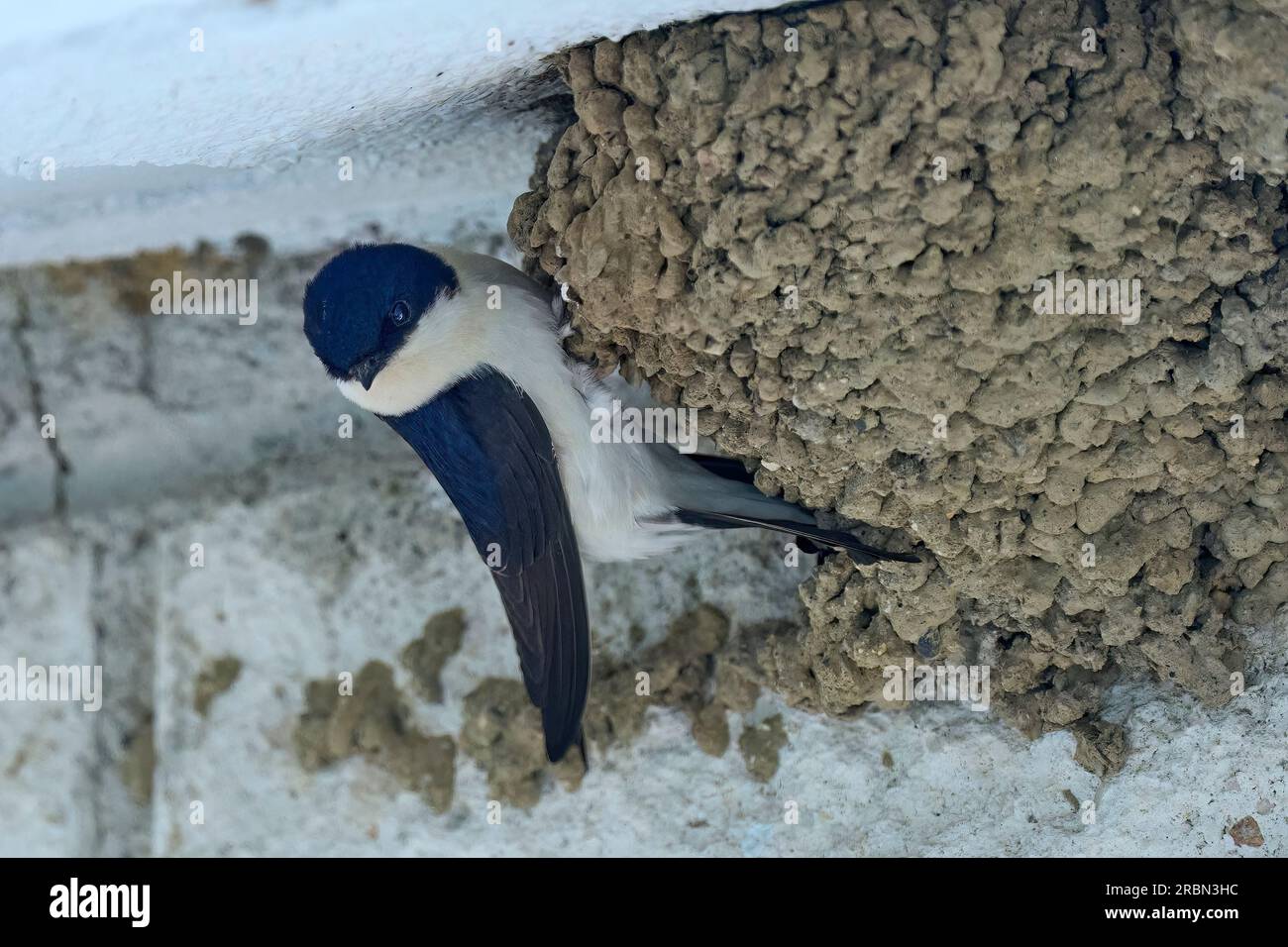 Hirondelle, Hirundinidae, nourrissant sa race dans leur nid Banque D'Images
