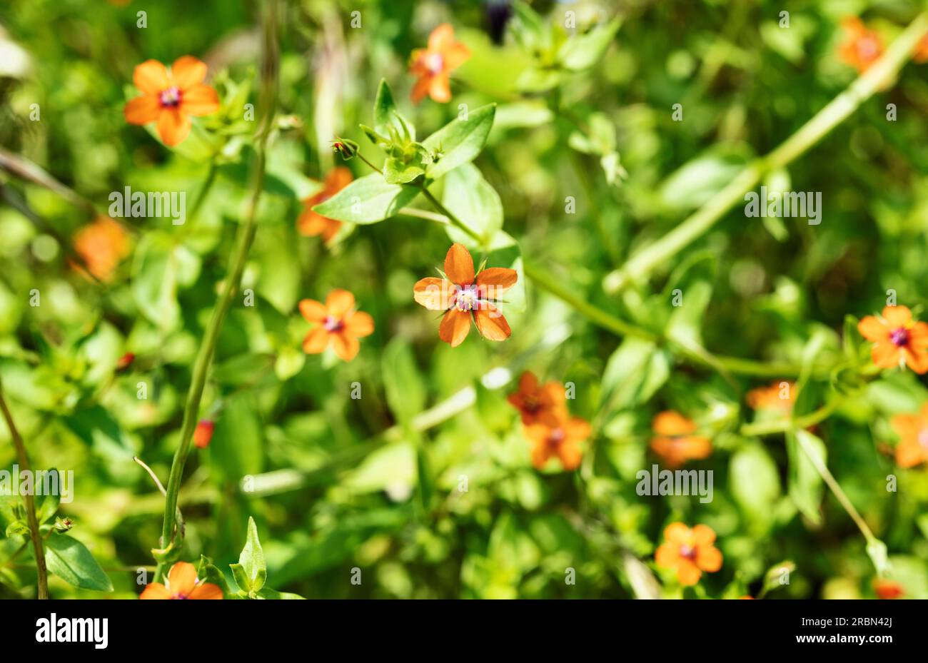 Fleurs rouges d'anagallis arvensis , pimpernel écarlate , fleur sauvage non cultivée Banque D'Images