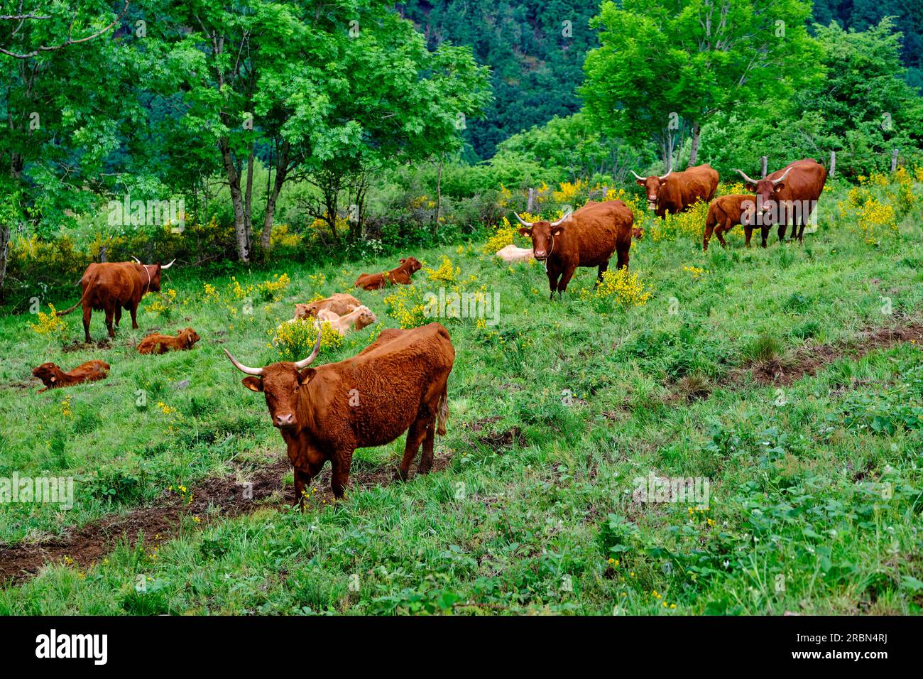 France, Cantal, parc naturel régional des volcans d'Auvergne, Salers, labellisés les plus beaux villages de France, vaches de race Salers Banque D'Images