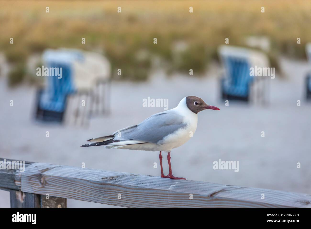 Mouette à tête noire (Chroicocephalus ridibundus) à la jetée de Zingst, Mecklembourg-Poméranie occidentale, mer Baltique, Allemagne du Nord, Allemagne Banque D'Images