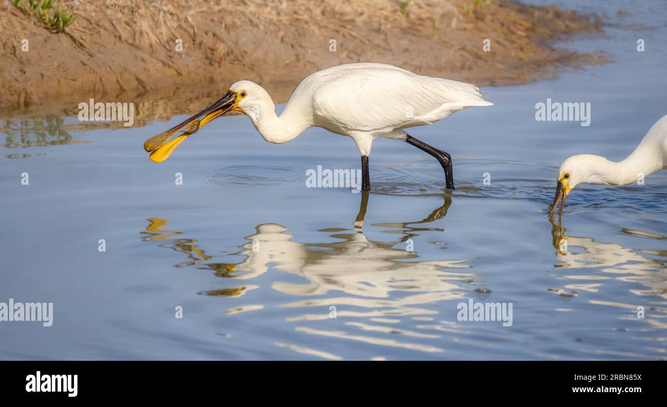 Spatule eurasienne, Platalea leucorodia, pataugeant dans les eaux avec des poissons capturés dans son bec. Le poisson est un tilapia envahissant du mozambique, Gran Canaria Banque D'Images