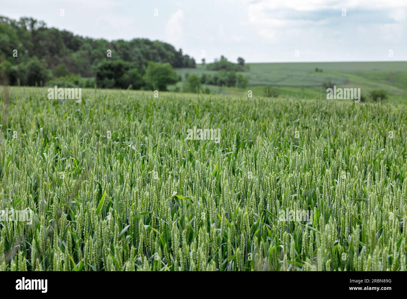 Paysage de champ de blé vert. Épis d'orge de printemps poussant avec ciel nuageux et arbres fond flou. Agriculture en Ukraine Banque D'Images