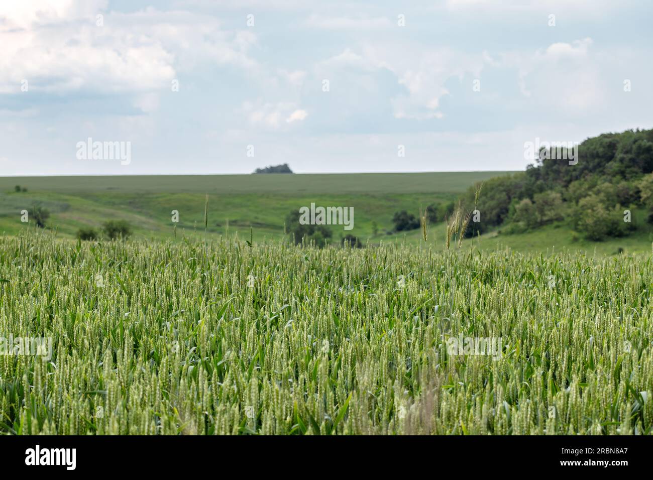 Paysage de champ de blé vert. Jeunes épis d'orge de printemps avec ciel nuageux flou et fond d'arbres. Agriculture en Ukraine Banque D'Images