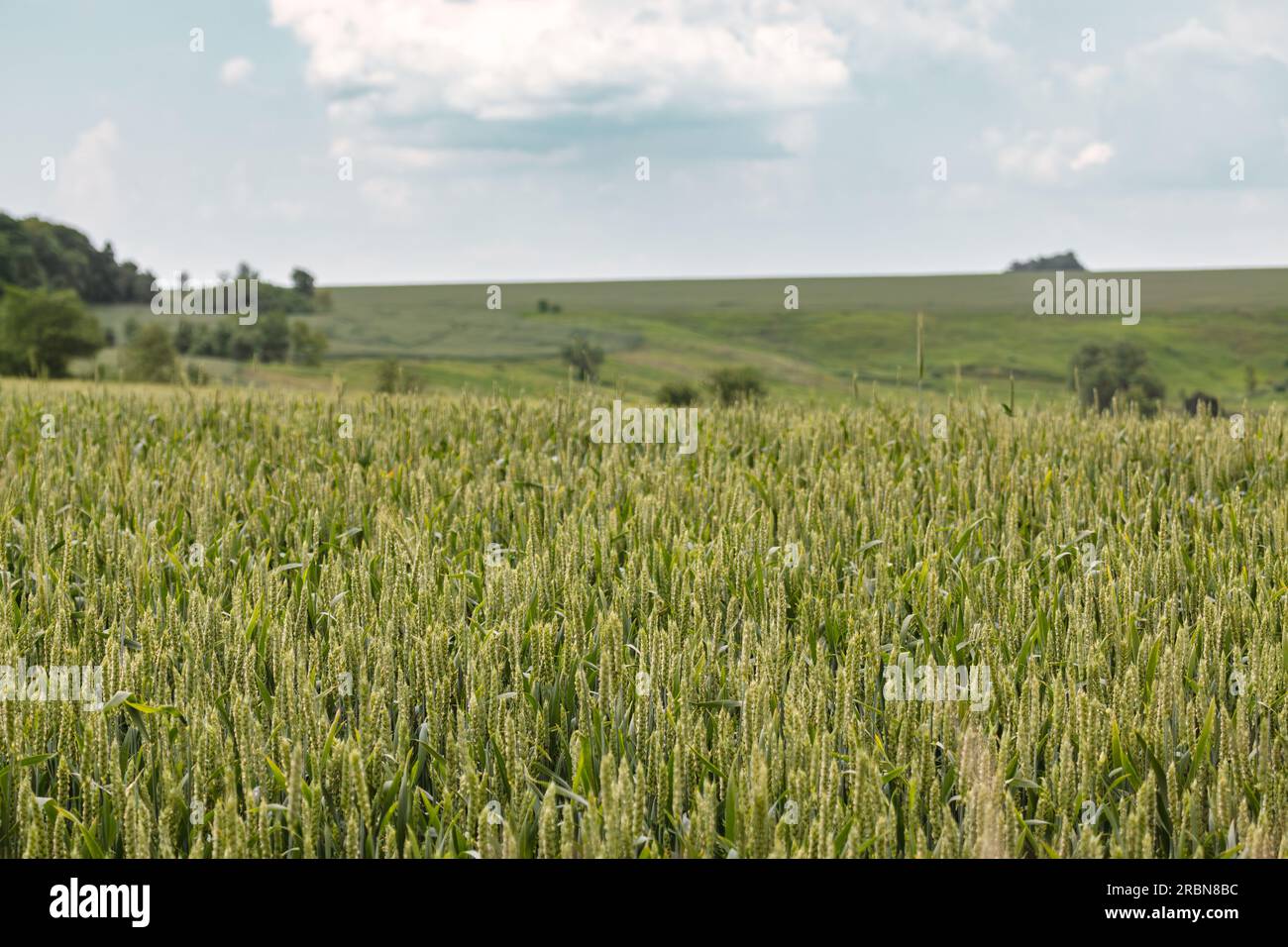 Paysage de champ de blé vert. Jeunes épis d'orge de printemps poussant avec ciel nuageux et arbres fond flou. Récolte agricole Banque D'Images