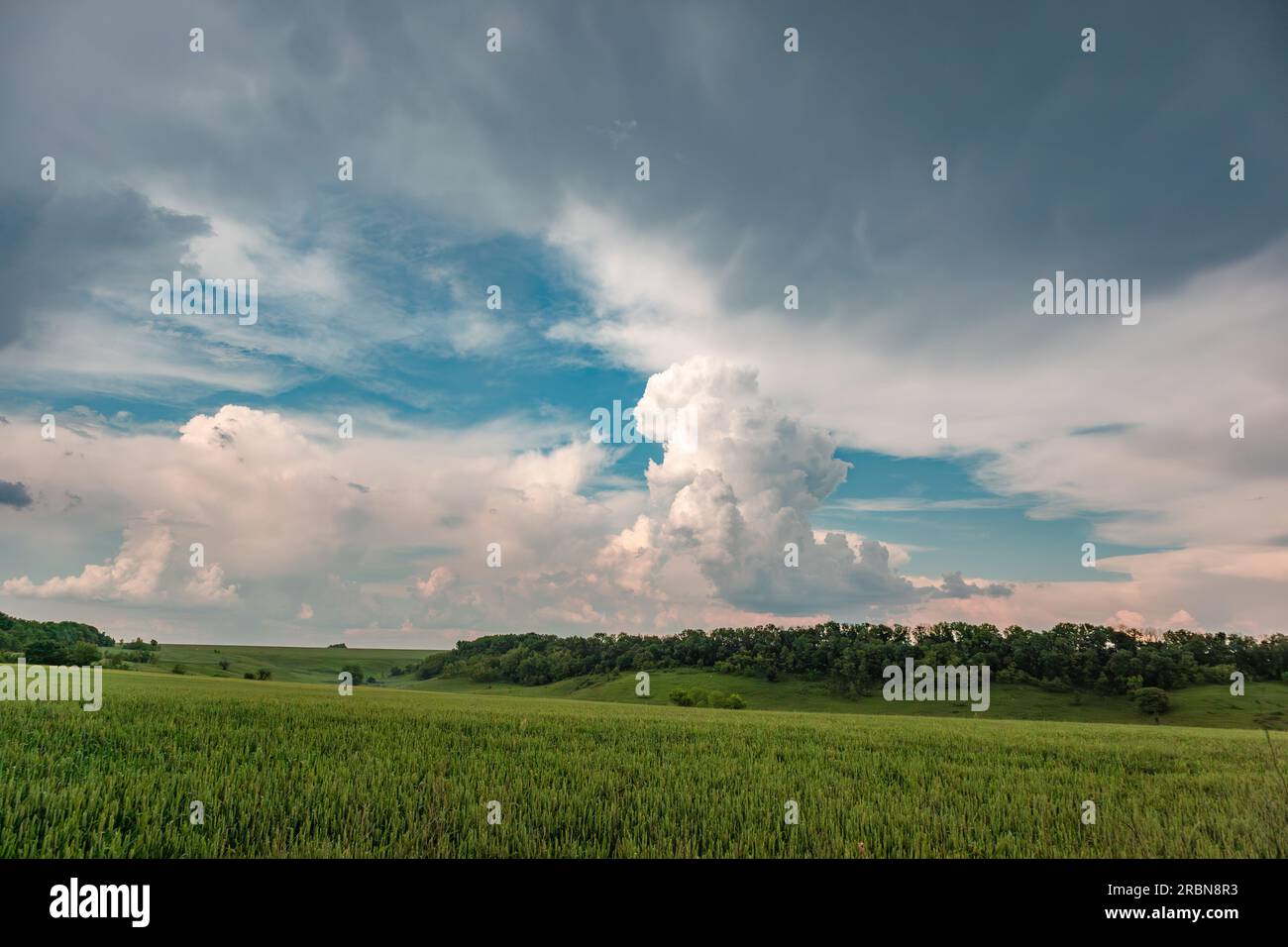Paysage vert de champ de blé avec paysage nuageux pittoresque. Épis d'orge de printemps poussant avec des arbres en arrière-plan. Agriculture en Ukraine Banque D'Images