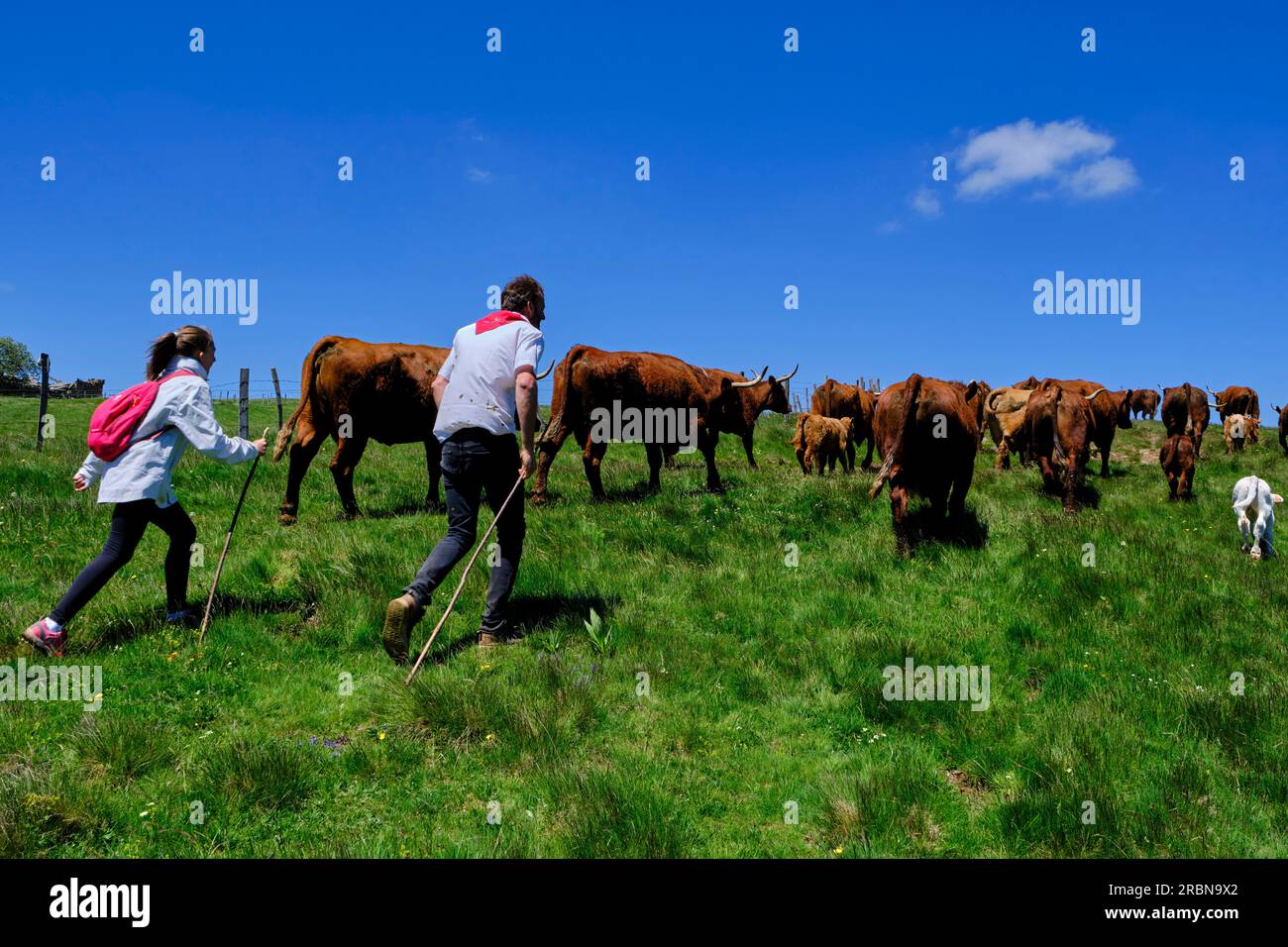France, Cantal, Allanche, Parc naturel régional des Volcans d'Auvergne, plateau du Cézallier, Fête estive, transhumance du troupeau de Jérôme F. Banque D'Images