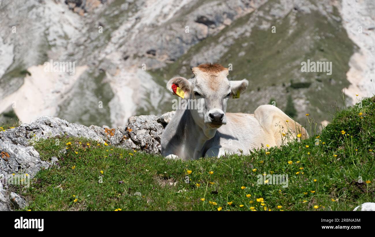 Vache furieuse sur un pré dans les Alpes Banque D'Images