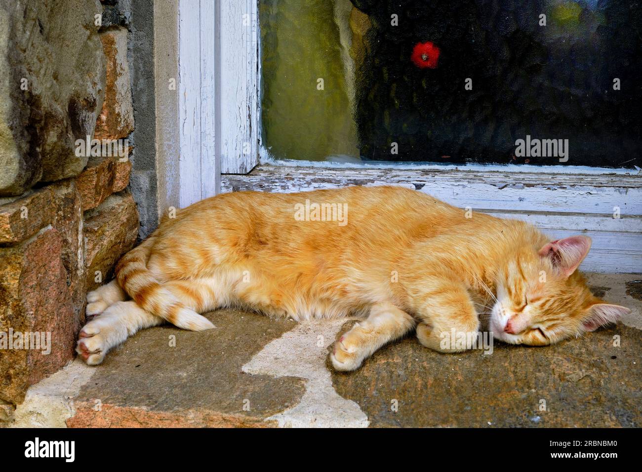 France, Corrèze (19), Aubazine, abbaye cistercienne Saint-Étienne du 12e siècle, orphelinat où Coco Chanel a grandi, le chat Chanel Banque D'Images