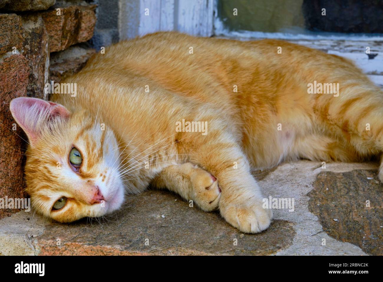 France, Corrèze (19), Aubazine, abbaye cistercienne Saint-Étienne du 12e siècle, orphelinat où Coco Chanel a grandi, le chat Chanel Banque D'Images