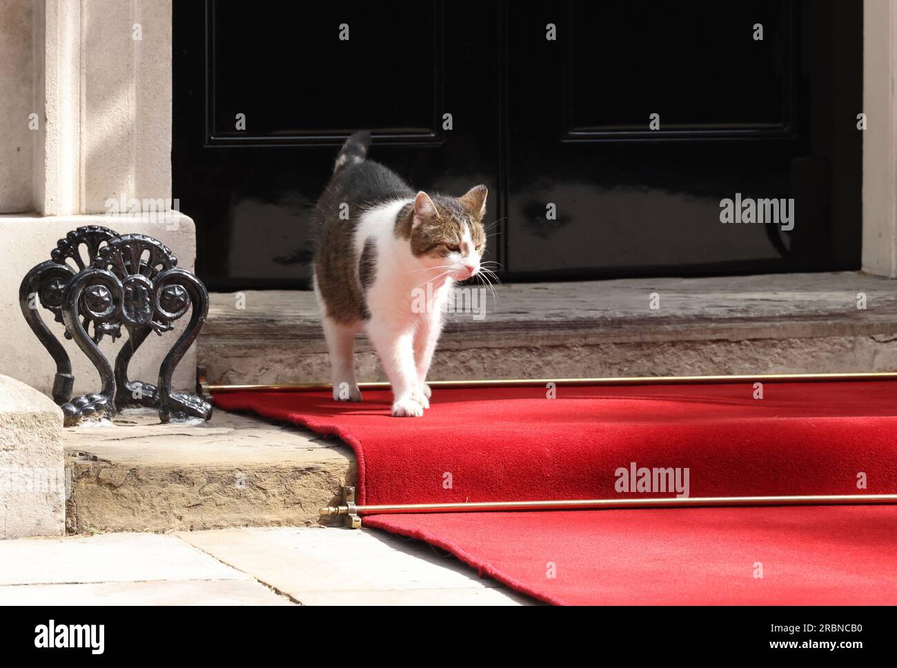 Londres, Royaume-Uni, 10 juillet 2023. Larry le résident et très photographié chat n ° 10 Downing Street profite du tapis rouge aménagé pour l'arrivée imminente du président américain Joe Biden, avant d'être enlevé sans cérémonie par un policier à sa surprise et aux huons des photographes! Crédit : Monica Wells/Alamy Live News Banque D'Images
