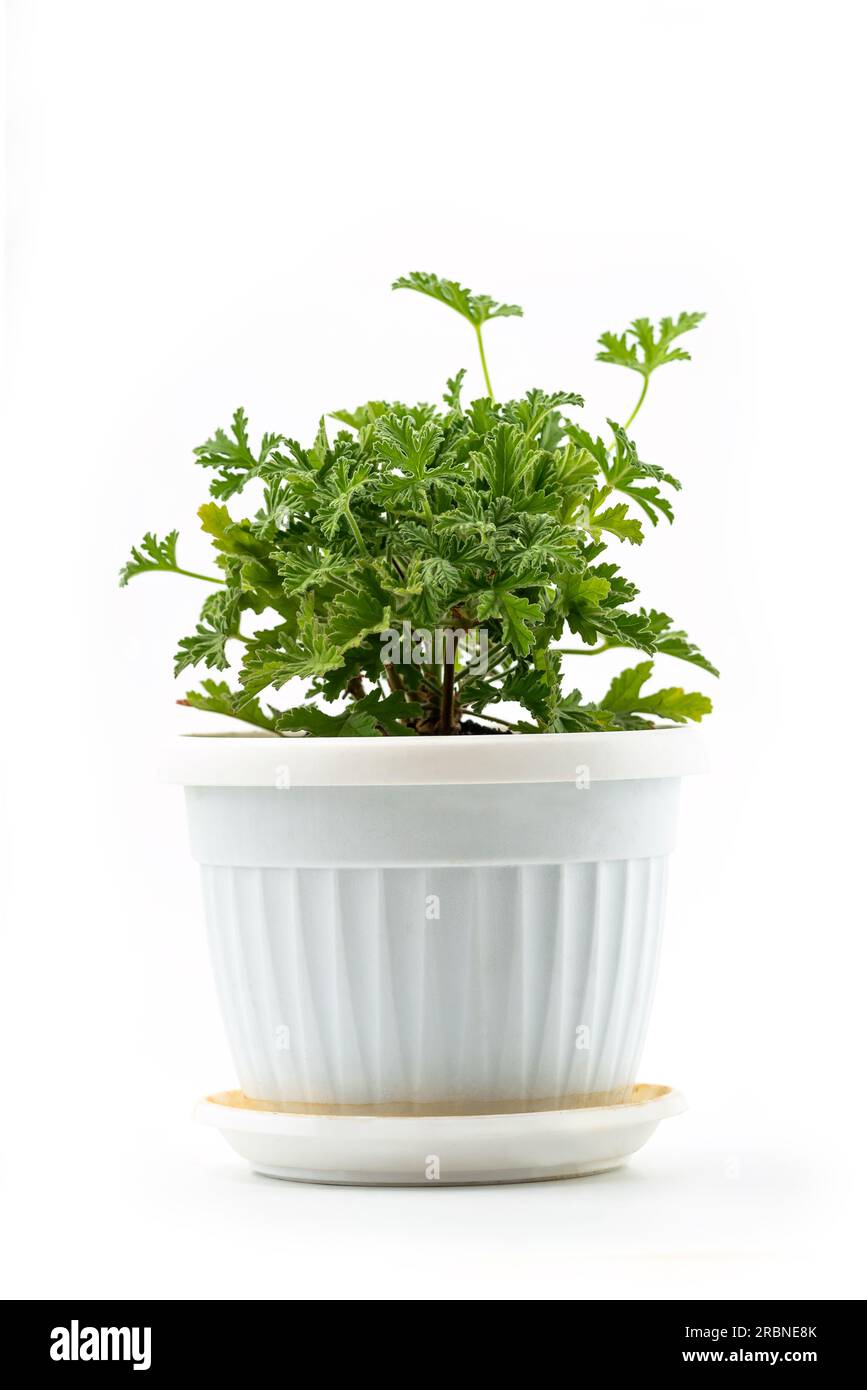 Jeune plante de géranium parfumé dans un pot de fleurs, répulsif contre les moustiques, isolé sur fond blanc avec chemin de détourage Banque D'Images