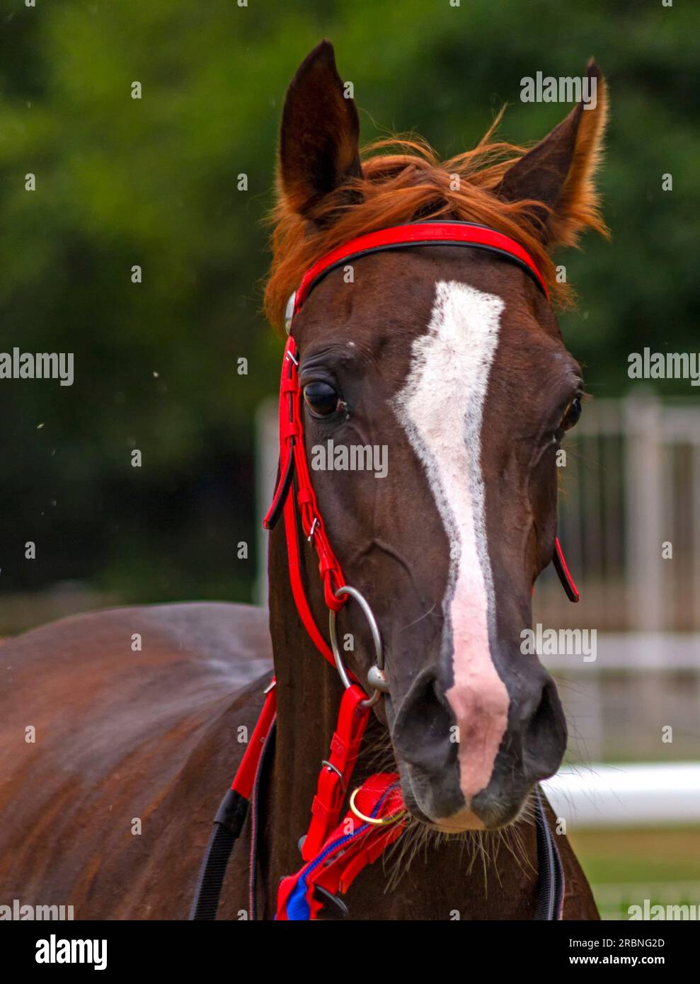 Portrat de cheval brun pur-sang. Banque D'Images