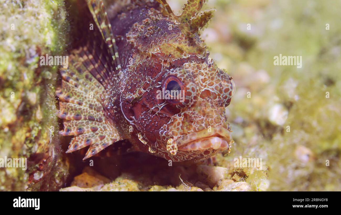 Portrait de Zebra Lionfish, Red Sea Dwarf Lionfish ou Zebra Turkey (Dendrochirus Zebra, Dendrochirus hemprichi) se trouve sur un fond sablonneux et rocheux à égalité Banque D'Images
