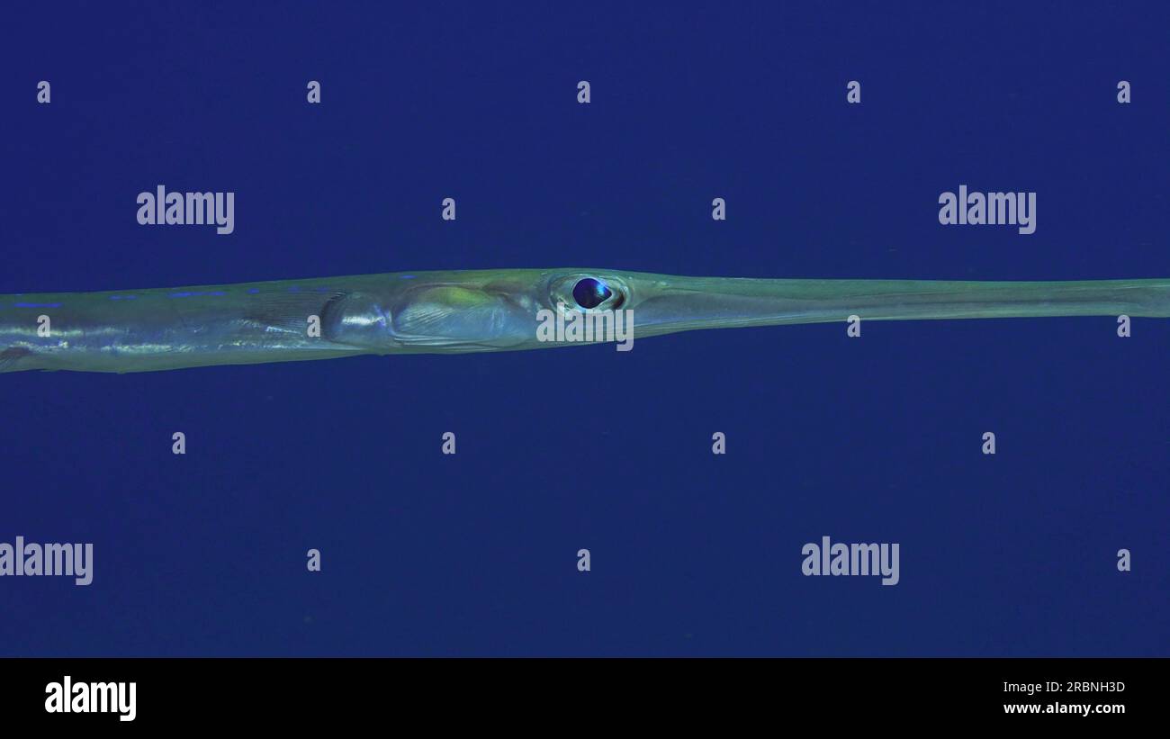 Gros plan portrait de Cornetfish Bluespotted ou Flutemouth lisse (Fistularia commersonii) nager sur fond d'eau bleue au moment du coucher du soleil Banque D'Images