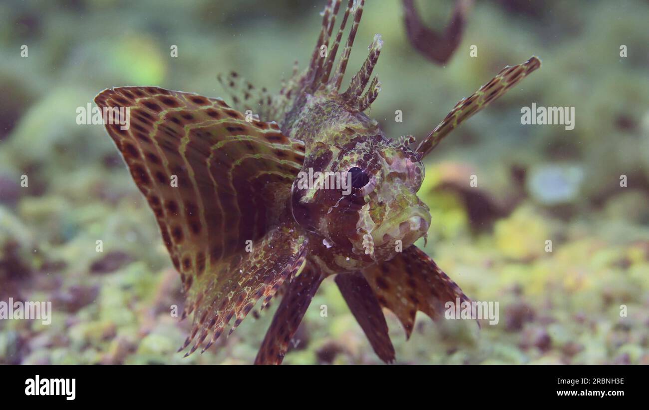Poisson zèbre nageant sur fond sablonneux et rocheux en plein soleil. Zebra Lionfish, Red Sea Dwarf Lionfish ou Zebra Turkey (Dendrochirus Zebra, Dendro Banque D'Images