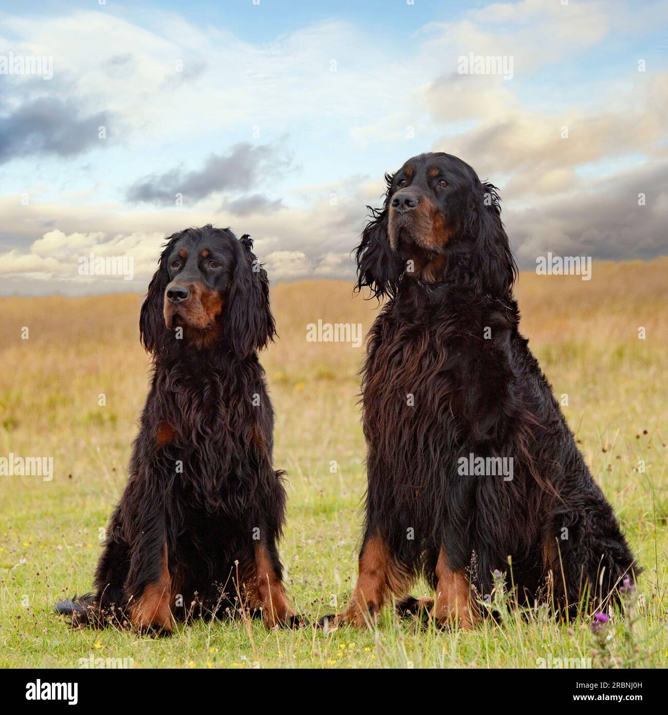 Deux chiens Gordon Setter Banque D'Images