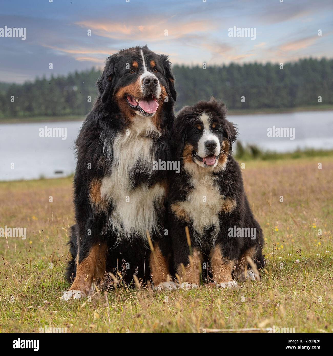 Chien de montagne bernois et chiot Banque D'Images