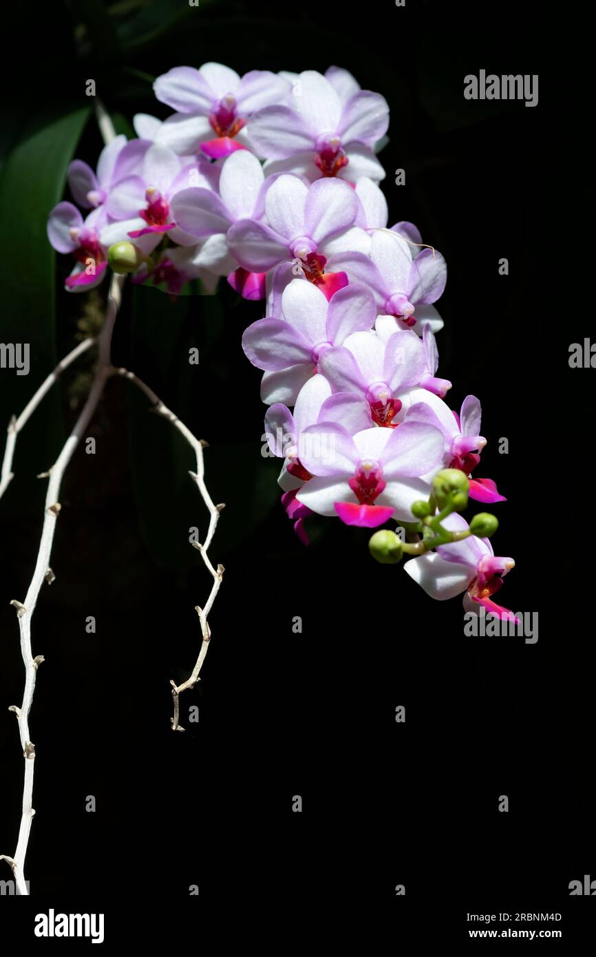 Une orchidée hybride Phalaenopsis blanche et violette frappante en pleine floraison. Banque D'Images