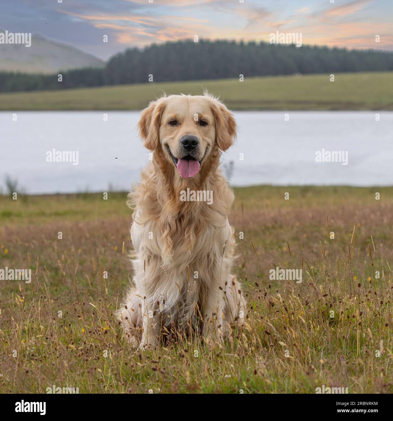 Golden retriever Banque D'Images