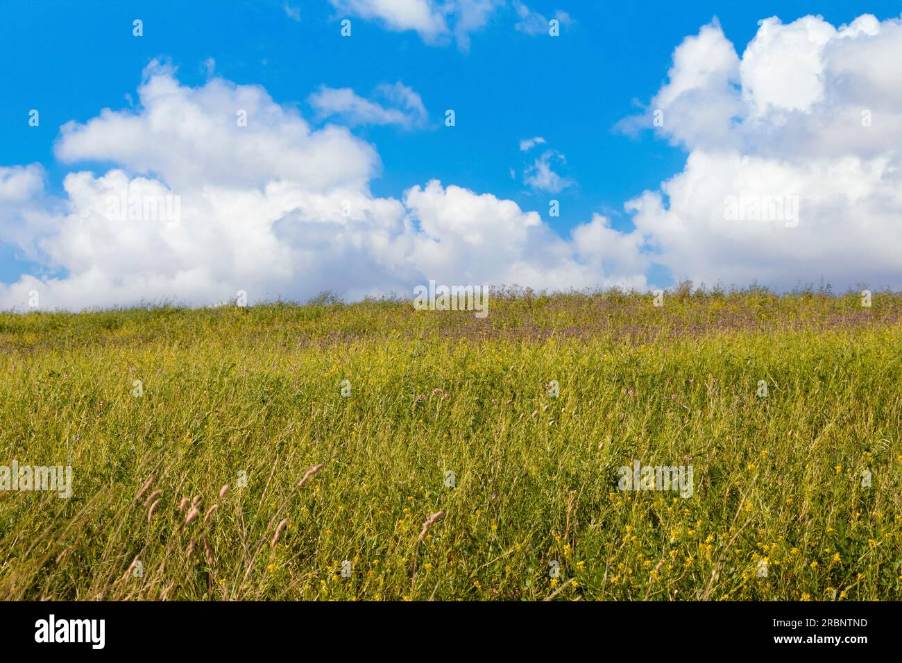 Paysage printanier tranquille présentant une colline pittoresque ornée de fleurs sauvages. Banque D'Images