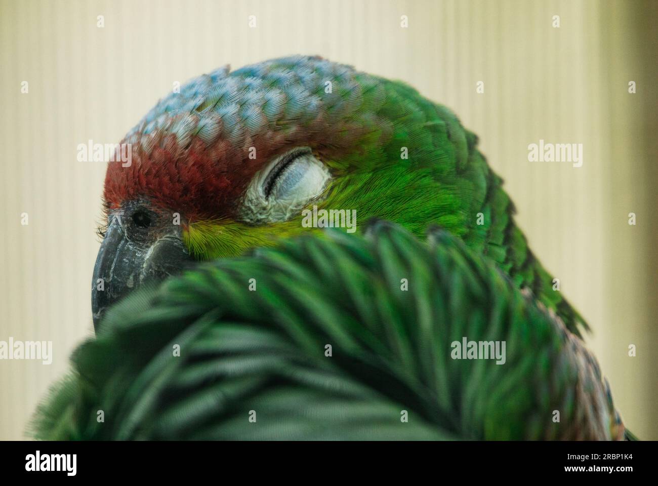 Tête de perroquet Lilacine Amazone Banque D'Images