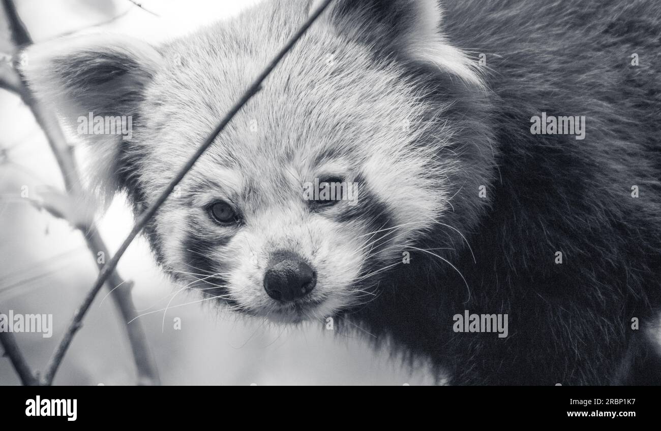 Petit panda rouge visage mignon Banque D'Images