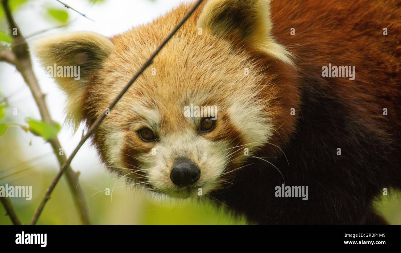 Petit visage du panda rouge Banque D'Images