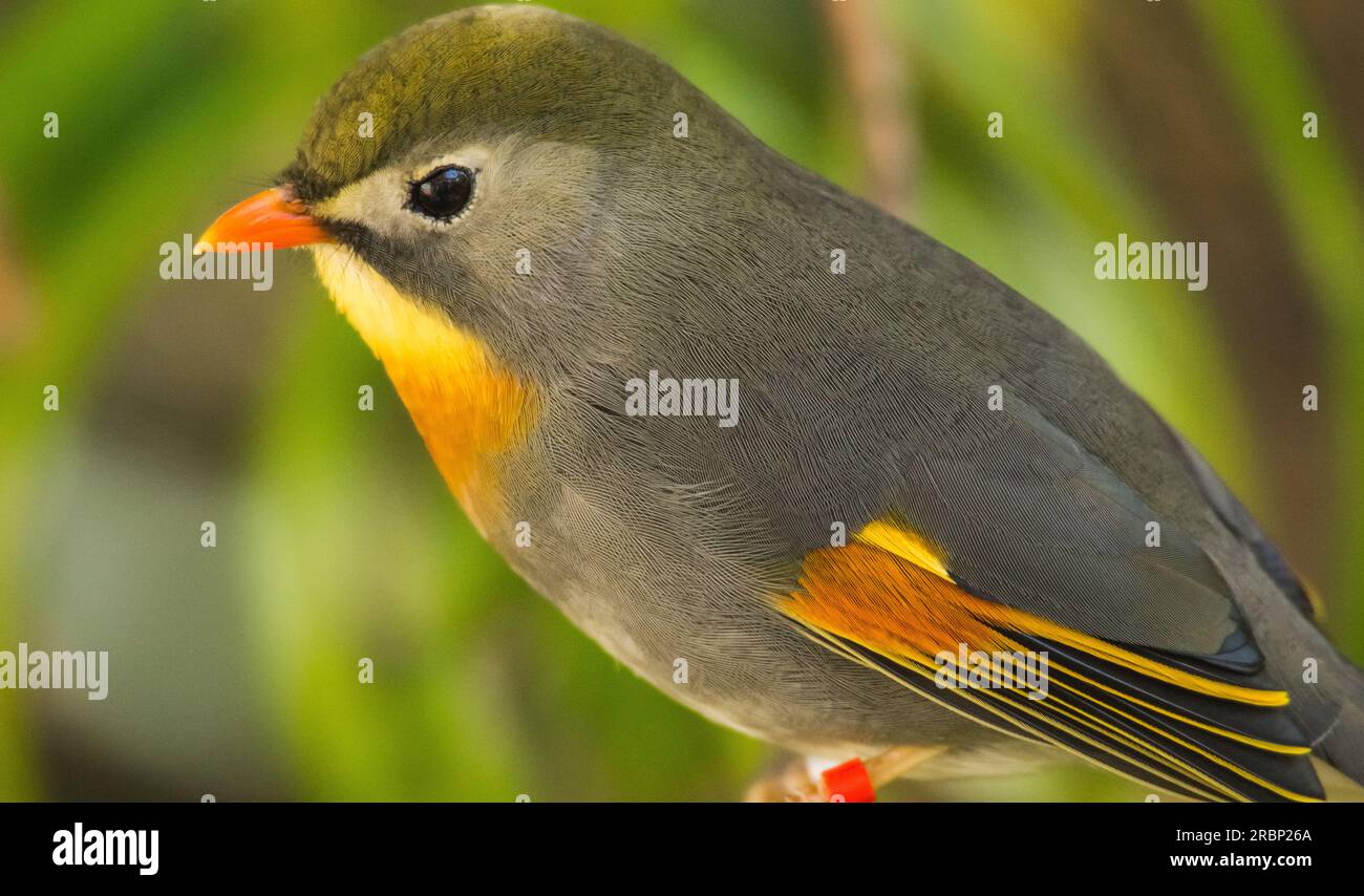 Red a facturé Leiothrix Banque D'Images